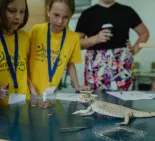 chameleón