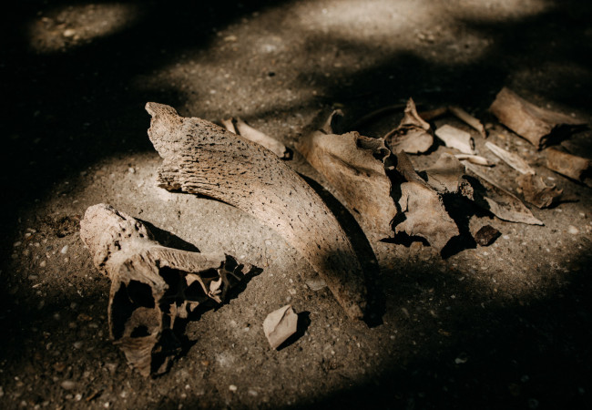 Iža, letná škola archeológie 2024, Trnavská univerzita